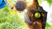 Ilustrasi Virus Nipah (BRIN) Ilustrasi Virus Nipah (Sumber: BRIN)