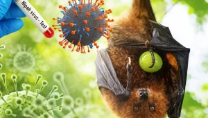 Ilustrasi Virus Nipah (Sumber: BRIN)